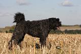 BOUVIER DES FLANDRES 236